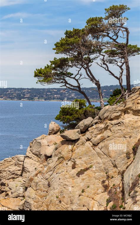 monterey pines pinus radiata grow   california coast  point lobos state natural