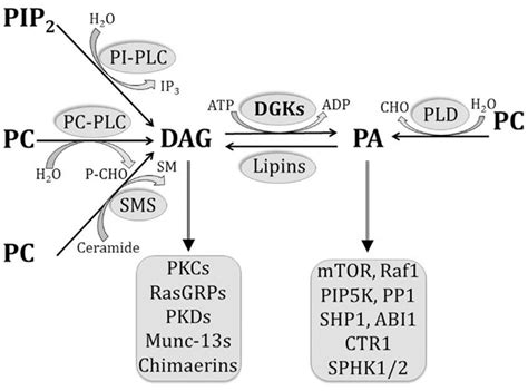 diacylglycerol kinase diglyceride kinase dag kinase