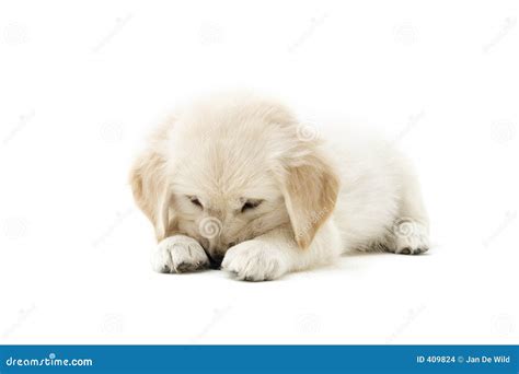 sweet puppy stock photo image  golden adorable sweet