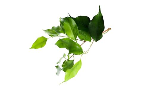 premium photo leaf isolated  white