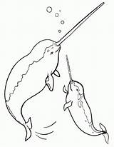 Coloring Narwhal Pages Printable Narwhals Print Template Coloringcafe sketch template