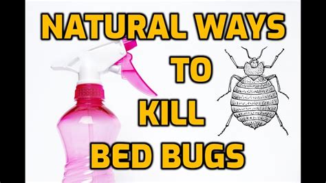 Homemade Bed Bug Spray With Tea Tree Oil Does Tea Tree Oil Kill Bed