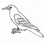 Cuervo Corbeau Dibujos Corvo Crow Raven Colorare Cuervos Wrona Kolorowanka Dibujado Dzika Druku Disegni Coloritou Acolore Uccelli Aves Wrony Dessins sketch template