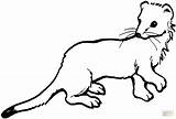 Weasel Coloring Pages Ferret Drawing Stoat Tailed Long Footed Printable Color Sprinkler Getdrawings Template Supercoloring Getcolorings Colorings Print sketch template