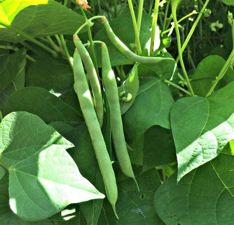 grow green beans  big flavor   strings farm fresh  life real food