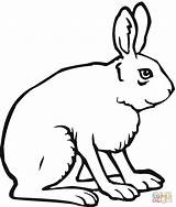 Rabbit Hare Lebre Arctic Hase Ausmalbild Haas Kleurplaten Supercoloring Hasen Ausdrucken sketch template