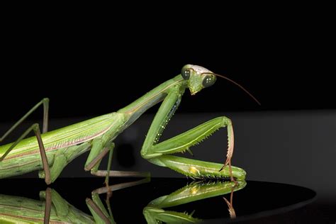 dateipraying mantis male european jpg wikipedia