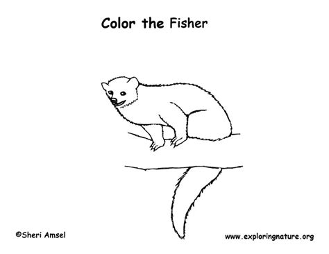 fisher coloring page
