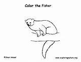 Fisher Coloring sketch template