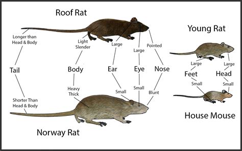 how to immediately see the difference between rats and mice superior