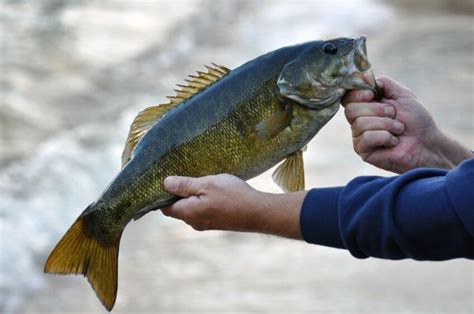 What Do Smallmouth Bass Eat Favorite Preys And Best Baits