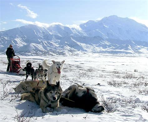 denali winter wilderness gear furry and fleet trailspace
