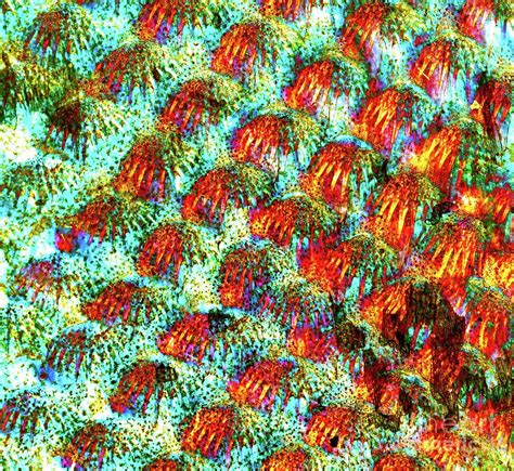 fish scales photograph  dr keith wheelerscience photo library fine