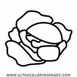 Cabbage Coloring Getcolorings Getdrawings sketch template