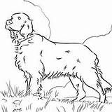 Setter Coloring Irish Pages Mastiff Dog Tibetan Getcolorings Designlooter Colouring Drawing Color Getdrawings Print 250px 17kb sketch template