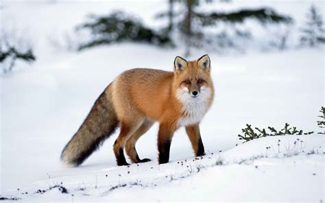 fox  winter wallpapers  images wallpapers pictures
