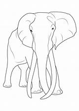 Elefanti Elefante Stampare Pianetabambini Versione Singolarmente sketch template