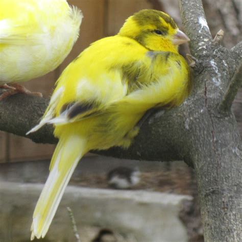 domestic canary facts  pets care temperament pictures singing