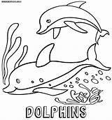 Dolphin Coloring Pages Baby Colorings Print Coloringway sketch template