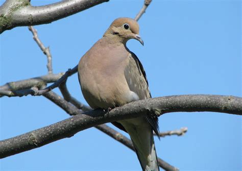 mourning doves february  bird feeding month northcentral