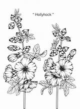 Hollyhock Rysunek Kwiat Malwy Stockrose Szkic Hollyhocks Malwa Grafiken Grafiki Obraz Liniowej Białe Czarno sketch template