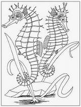 Coloring Seahorse Pages Adults Adult Realistic Drawing Outline Seashore Color Getcolorings Getdrawings Popular Printable sketch template