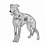 Windhund Scarabocchio Cane Levriero Illustrationen Illustrazione sketch template