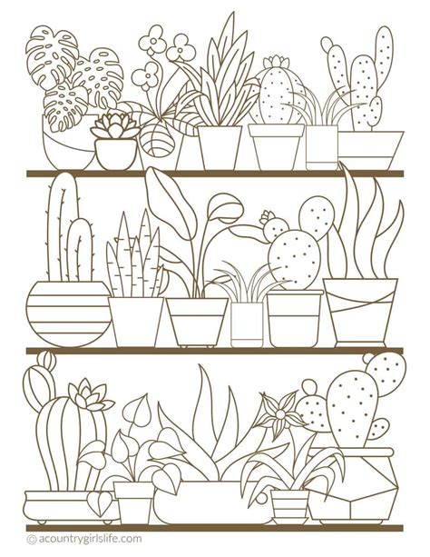 printable coloring pages  adults  florals  succulents