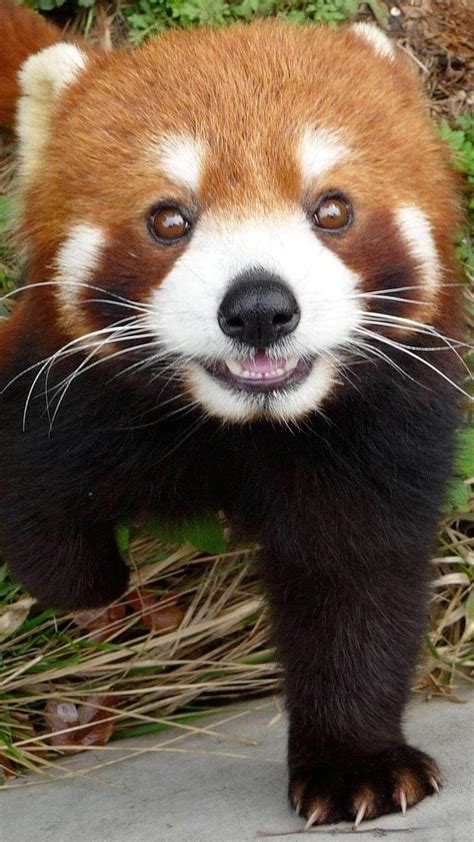 cute baby red pandas wallpapers top  cute baby red pandas