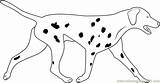 Dalmatian Coloringpages101 sketch template