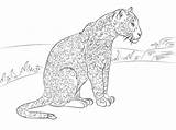 Coloring Jaguar Pages Cute Supercoloring Designlooter Drawing Printable 62kb 358px sketch template