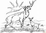 Elk Deer Tule sketch template