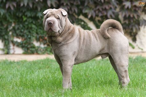 shar pei dog breed facts highlights buying advice petshomes