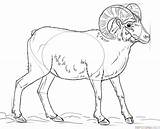 Sheep Bighorn Drawing Draw Simple Step Tutorials Getdrawings Coloring Animals sketch template