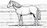 Coloring Horse Pages Fence Stands House sketch template