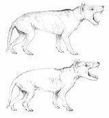 Hyaenodon sketch template