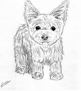Coloring Yorkie Pages Puppy Terrier Dog Drawing Print Drawings Line Yorkshire Printable Teacup Puppies Color Yorkies Shih Tzu Poo Kids sketch template