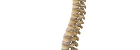 anatomy   spine los angeles advanced pain medical group