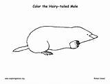 Mole Coloring Hairy Tailed sketch template