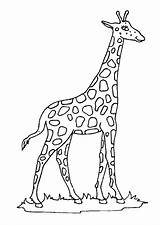 Girafe Giraffe Souriante Colorier Hugolescargot Google Enfants Coloriages Belle sketch template