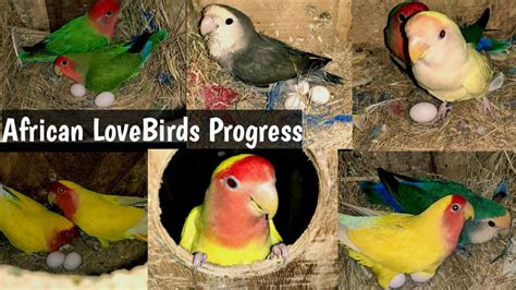 African Lovebirds Breeding Progress Start In Colony Youtube