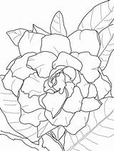 Gardenia Disegni Colorare Dibujos Supercoloring Jasminoides Plena Gardenias Piante Sketch Printmania sketch template