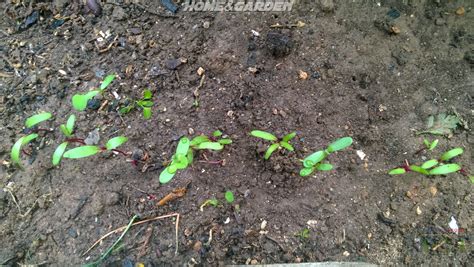 grow beetroot winter vegetables gardening growing seeds beet
