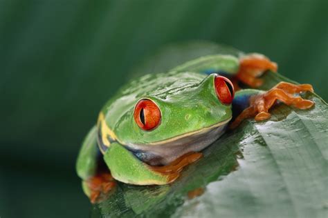 animals wildlife nature frog amphibian red eyed tree frogs