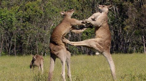 Life Story Grey Kangaroos Take Centre Stage In This