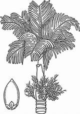 Betel Vector Nut Tree Clip Clipart Areca Coloring Pages Betelnut Drawing Svg Ferns Flower 4vector 67kb Clipground Trees 1001freedownloads Pixabay sketch template