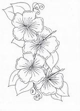 Flower Coloring Drawing Hibiscus Color sketch template