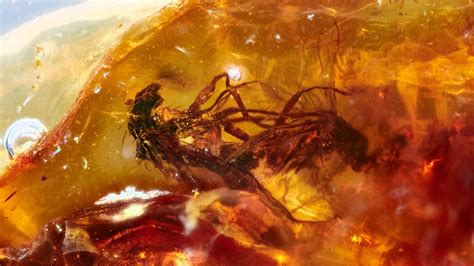 Scientists Find 2 Mating Flies Trapped In Prehistoric Amber The New