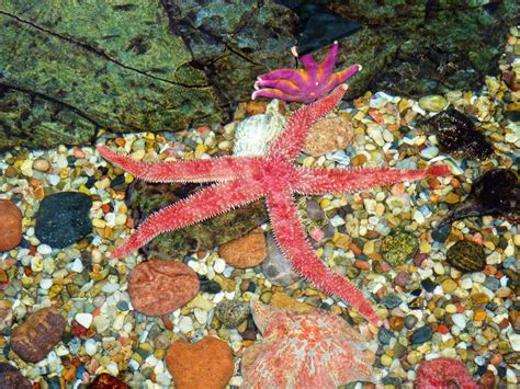 images water ocean colorful fauna starfish coral reef
