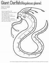 Oarfish Coloring Sea Serpent Giant Melody Menagerie Pages Own Color Popular sketch template